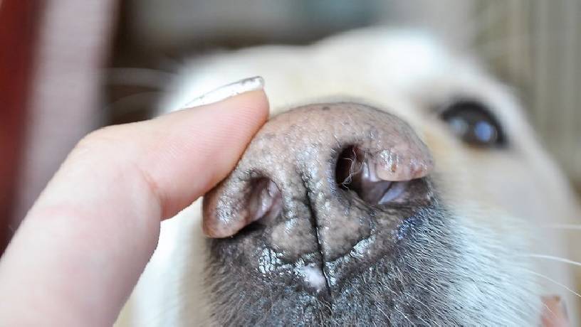 Почему у собаки трескается нос?