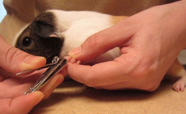 Как подстричь когти морской свинке в домашних условиях: надо ли и как правильно это делать, ножницы для стрижки когтей