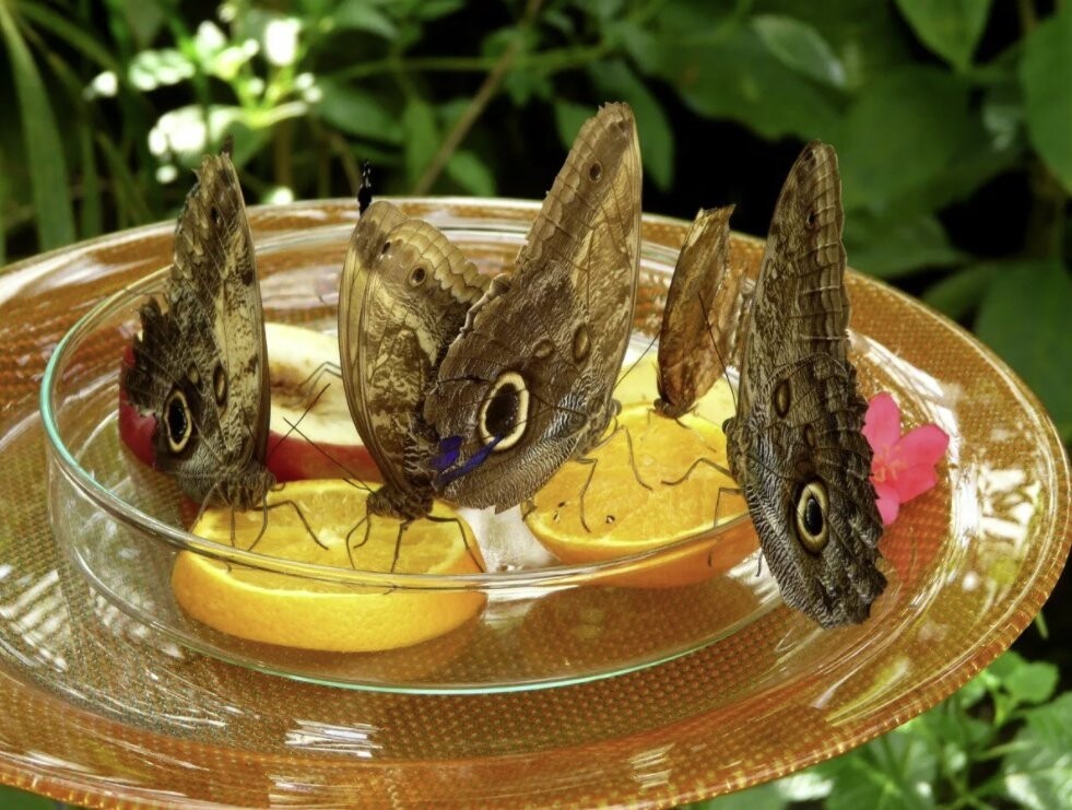 Как питаются бабочки — что едят в дикой природе и в домашних условиях?