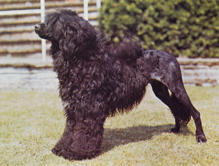 Португальская водяная собака