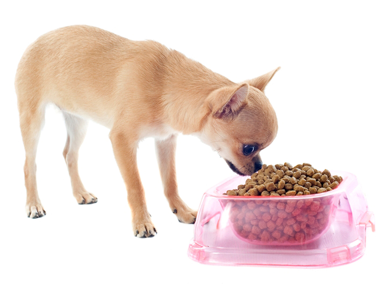 Можно ли собакам арбуз: разрешено ли йорку, шпицу и другим породам