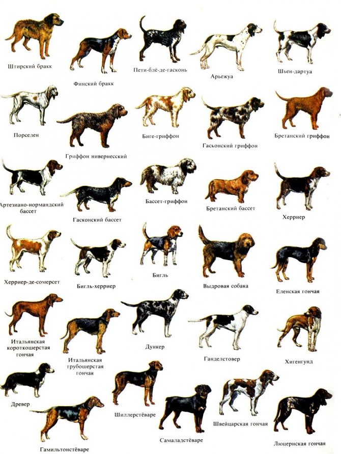 Английский бульдог собака. описание, особенности, виды, уход, содержание и цена породы