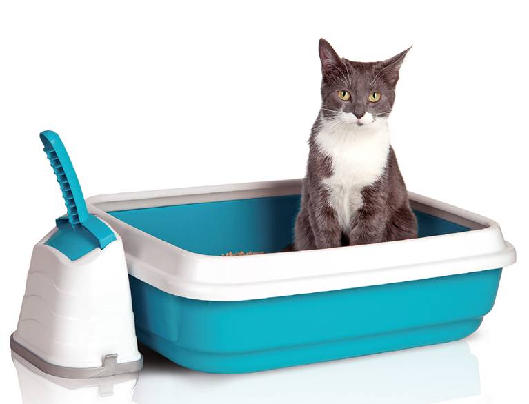 Как пользоваться лотком для кошек: с решеткой, как заполнять и мыть, как правильно убирать наполнитель и как часто его нужно менять