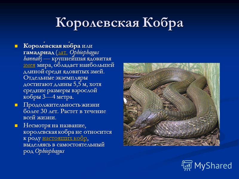 Сочинение змея 5 класс