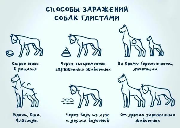 Здоровье:глистогонное ( антигельминтное ) средство  для собак.