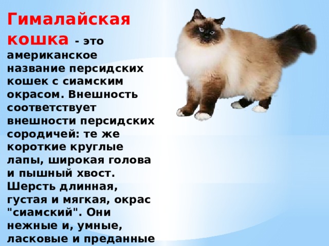 Гималайская кошка: особенности породы и фото кота, уход за питомцем и его содержание