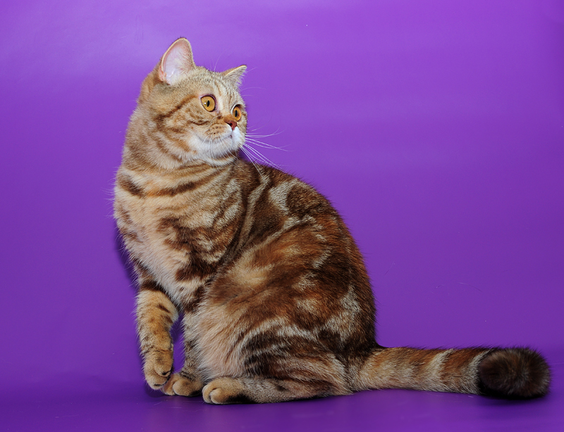 Британские полосатые кошки: как выглядят, как содержать и назвать?