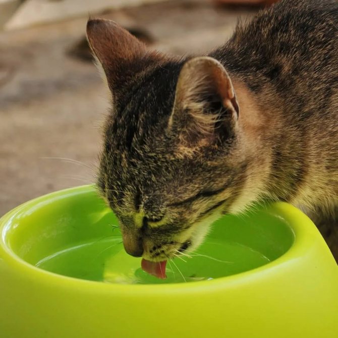 Кошка мало пьет воду.