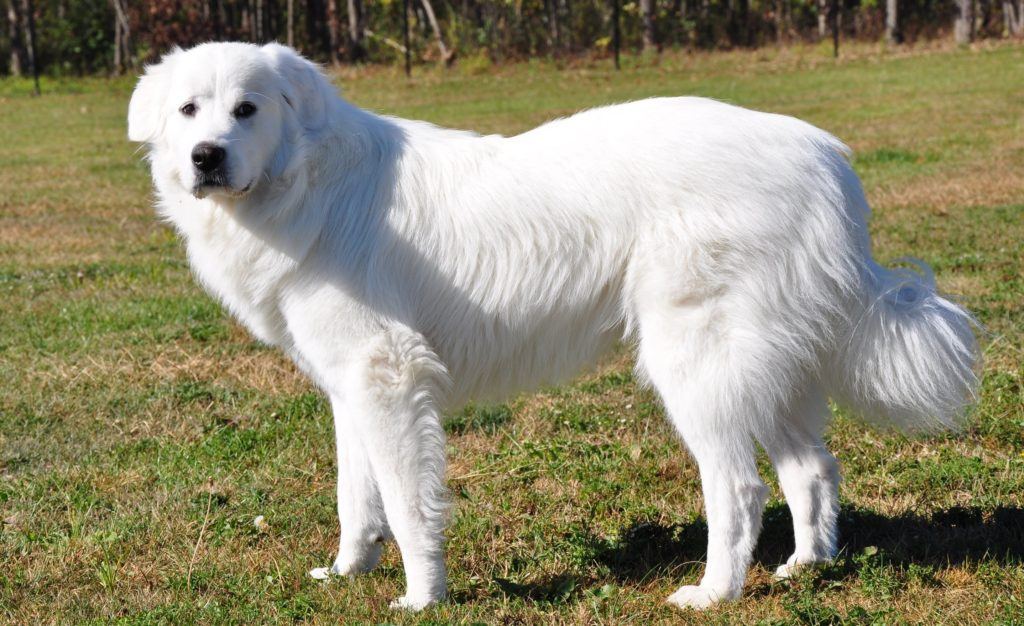 Порода собак с бело рыжим окрасом