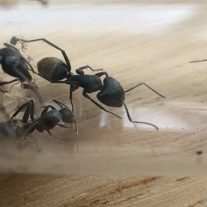 Алтайский camponotus saxatilis | клуб любителей муравьев