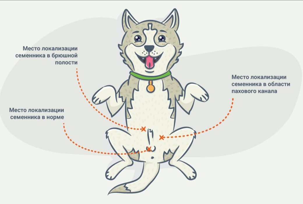 Стерилизация и кастрация собак: до какого возраста можно, осложнения, уход - kotiko.ru