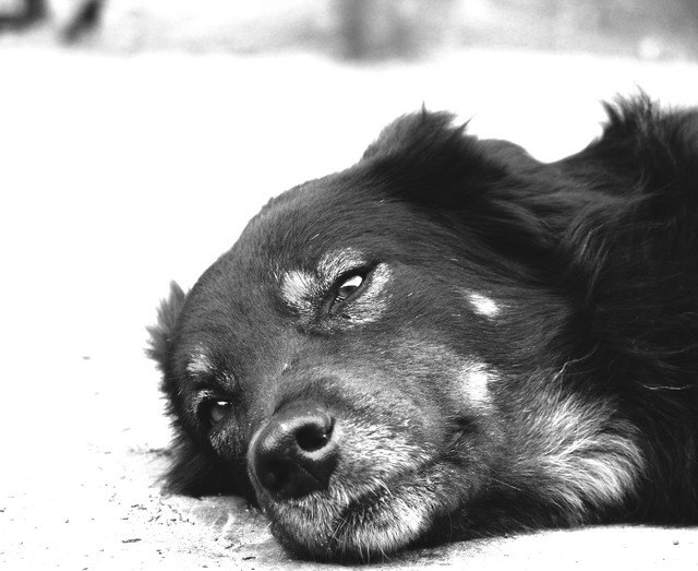 Язык тела собаки: как понять питомца? | hill's pet