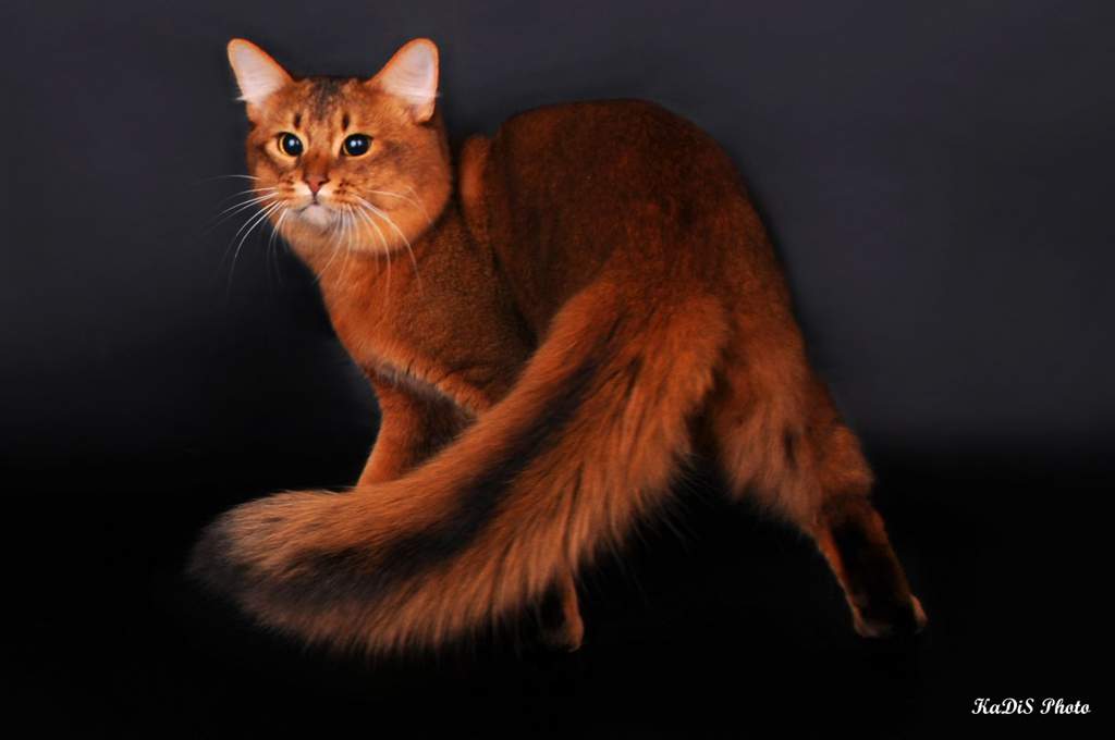 Абиссинская кошка — топ-15 фактов о породе кошек. история выведения, сколько живет, чем питается, как уживается с другими животными (120 фото)