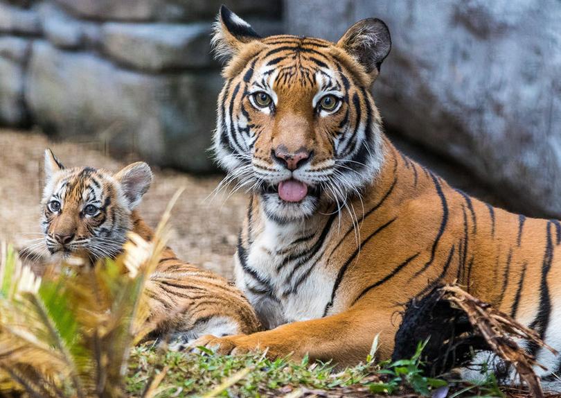 Уссурийский тигр. описание, особенности, образ жизни и среда обитания хищника