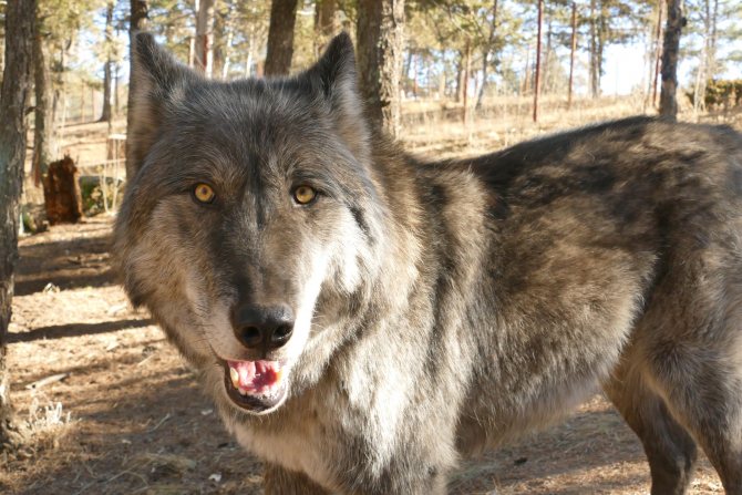 Бояться нечего — это волчья собака сарлоса