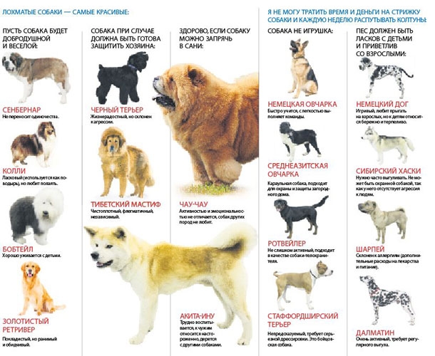 Средние породы собак: список представителей с фото