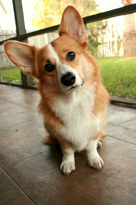 Собаки с длинными ушами: породы | охотничьи, английские, как называется