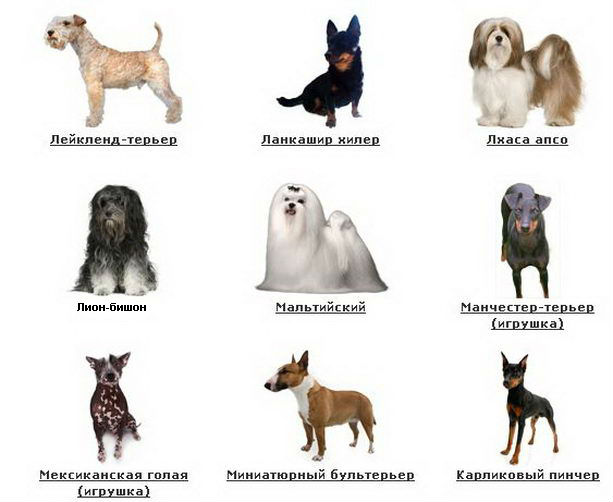 Все самые мелкие породы собак с фотографиями и названиями
