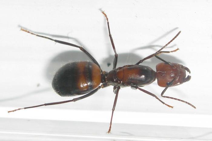 Camponotus parius (реактивный муравей) : описание, содержание, кормление, уход