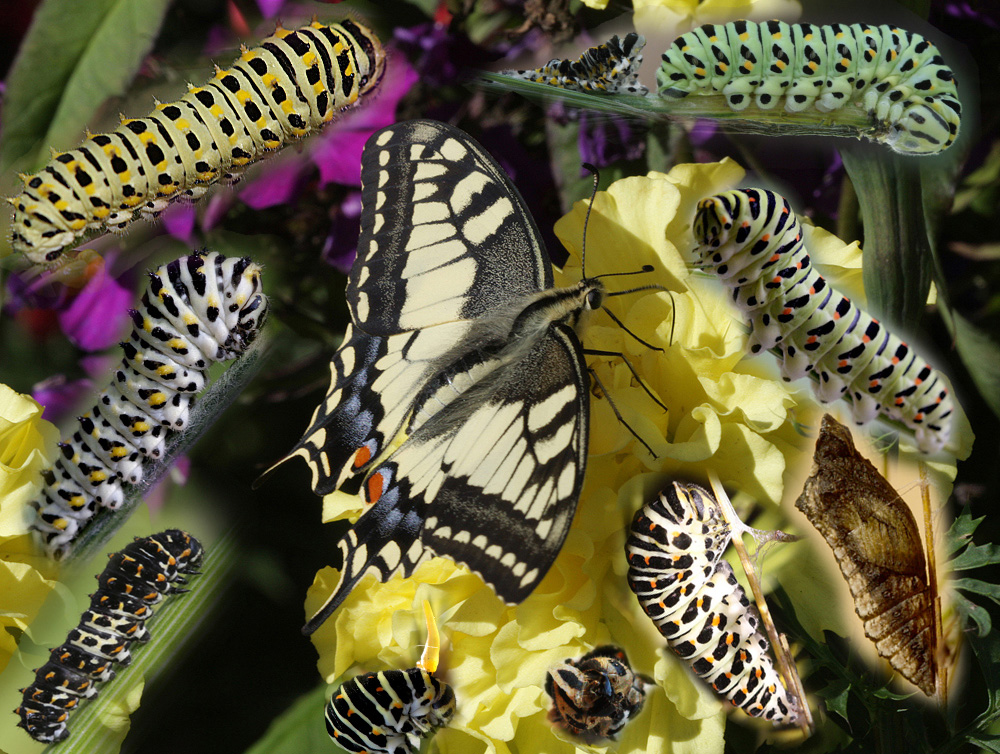 Бабочки и гусеницы совки - как избавиться: препараты, народные методы