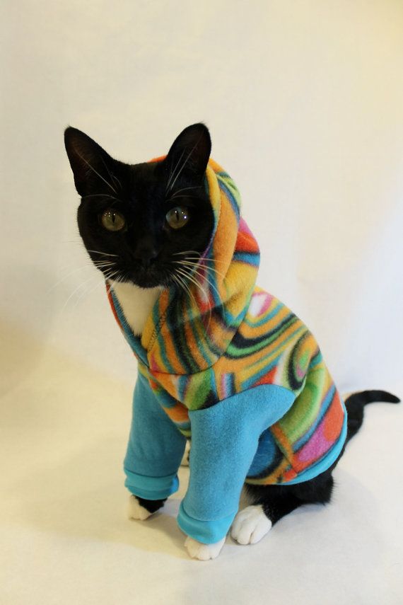 Одежда для кошек, какая подойдет для дома и улицы, какие есть нюансы