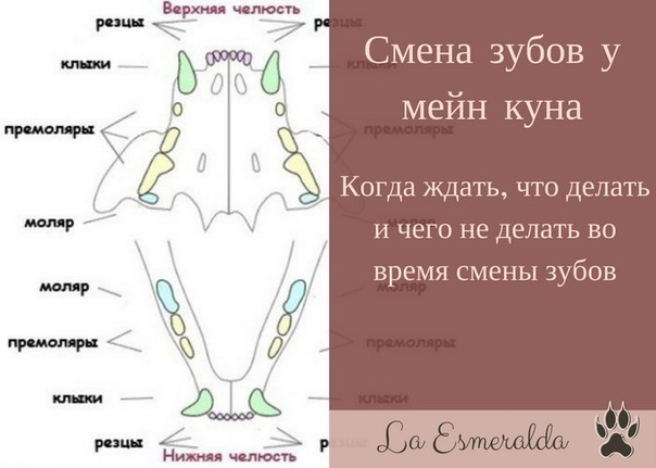 Зубы у кота схема