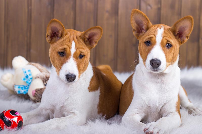 10 пород собак, которые не линяют и не пахнут