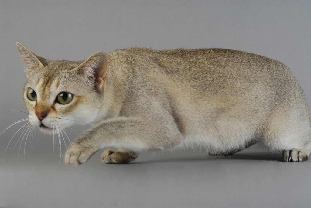 Описание китайской кошки: как выглядят и ведут себя представители этой породы в природе, можно ли их держать дома?
