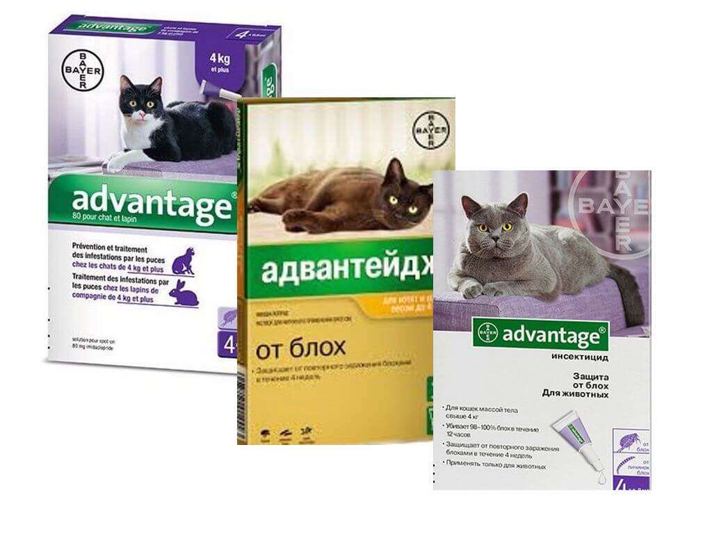 Адвантейдж для кошек: инструкция по применению, отзывы, аналоги