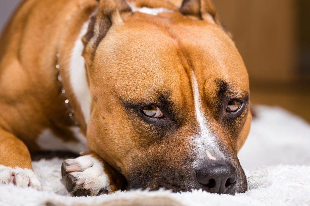 11 самых страшных пород собак, которые только есть на нашей планете!