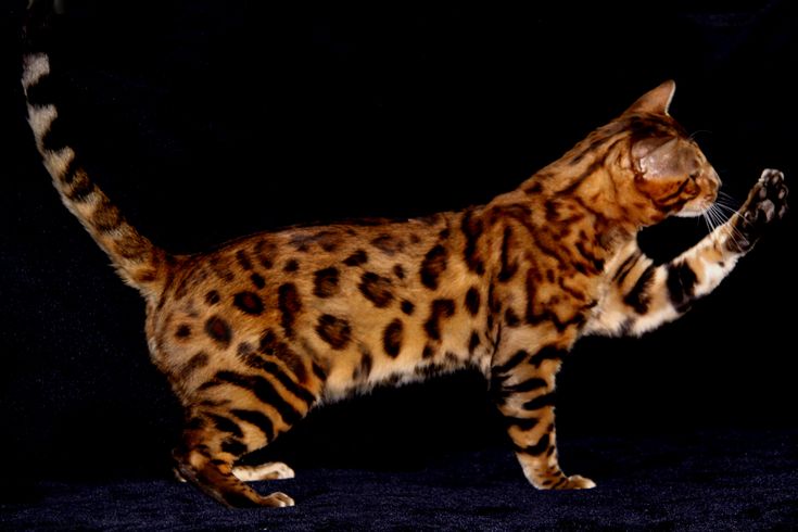 Бенгальская кошка: фото, описание, характер, содержание, отзывы