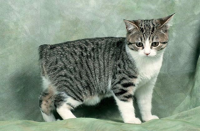ᐉ мэнкс или мэнская кошка - описание пород котов - ➡ motildazoo.ru