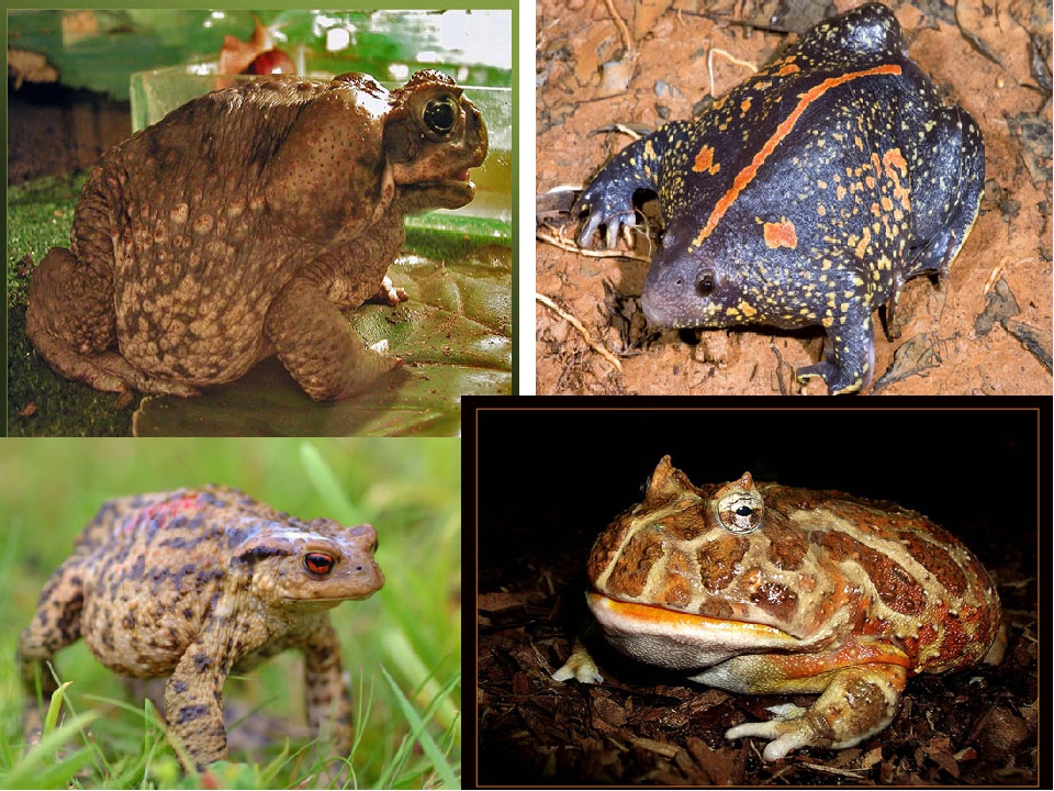 Жаба животное, описание, особенности, виды, образ жизни и среда обитания жабы