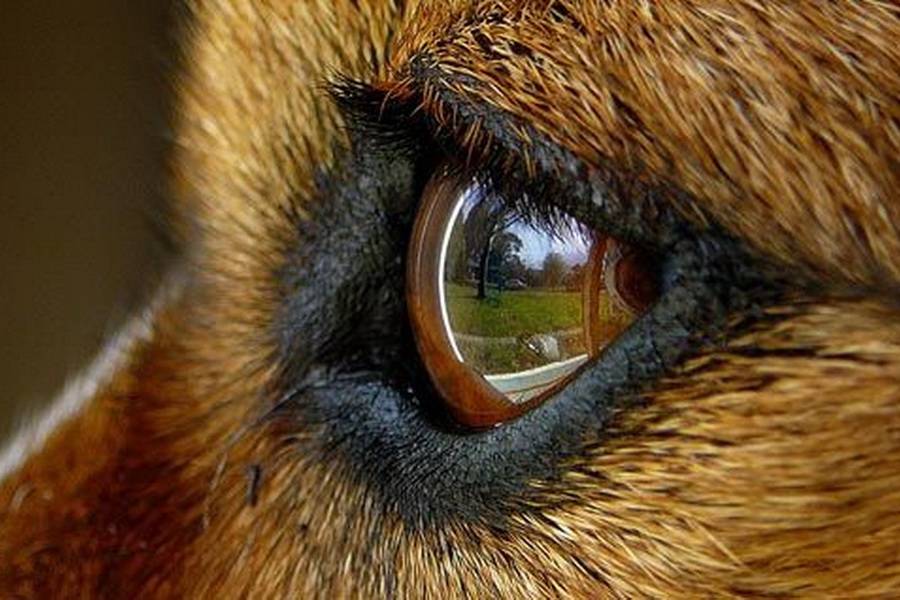 Ночное зрение у собак. Зрение животных. Панорамное зрение у животных. УФ зрение у животных. Глаза собаки.