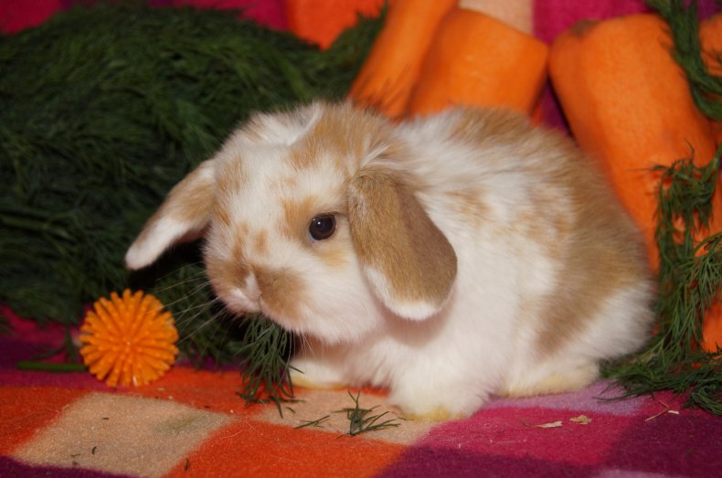 Имена для кроликов: какое дать и как к нему приучить?