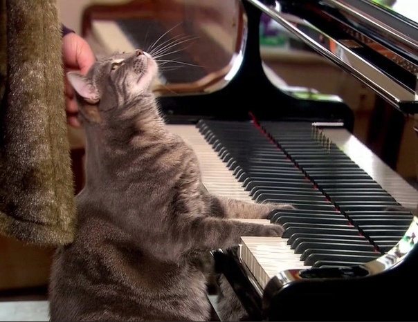 Как кошки реагируют на музыку?