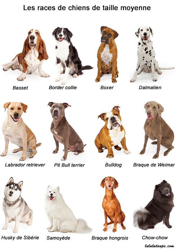 Породы собак среднего размера с фото