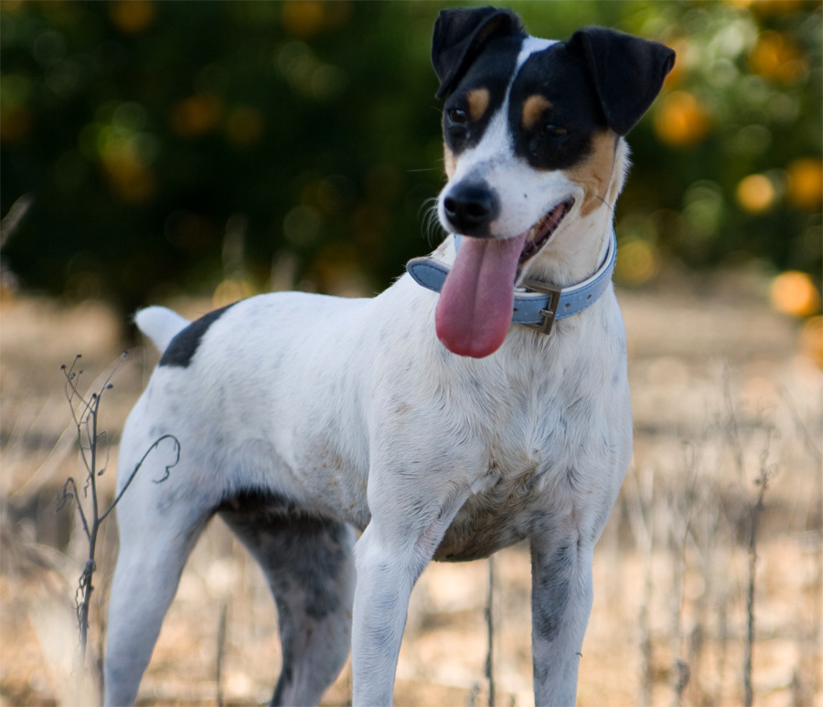 Гладкошерстные породы собак: описание и нюансы ухода