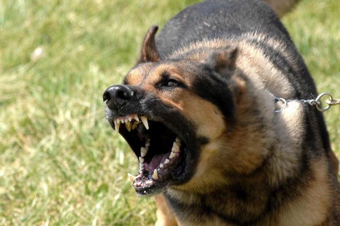 Ультразвук для собак: раздражающие отпугиватели питомцев
