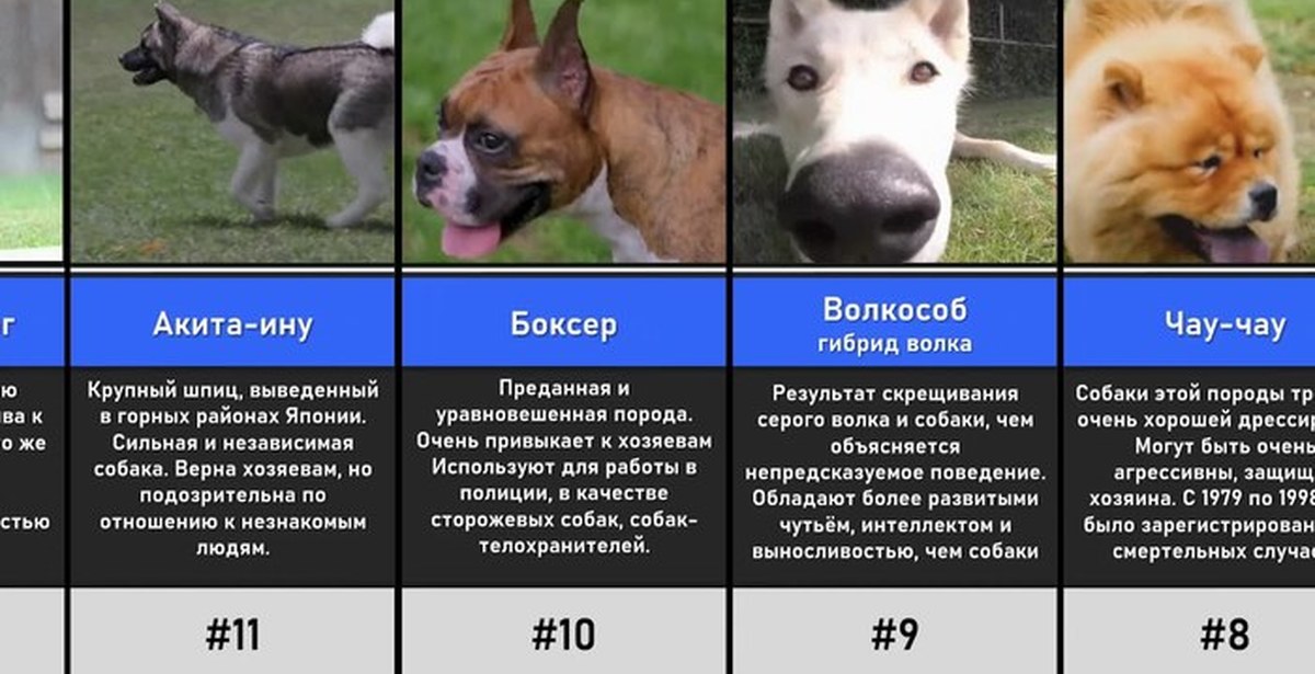 Запрещенные породы собак в россии: список
