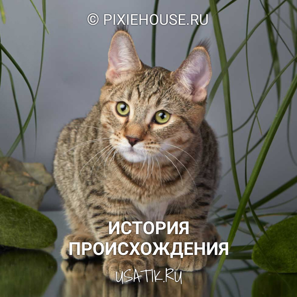 Пиксибоб порода кошек: описание, фото, характер и уход