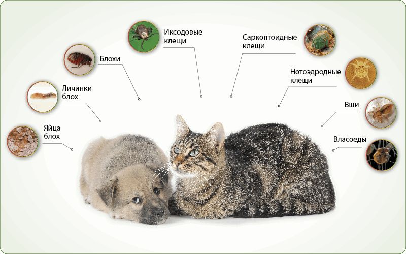 Какие болезни передаются человеку от домашних животных?