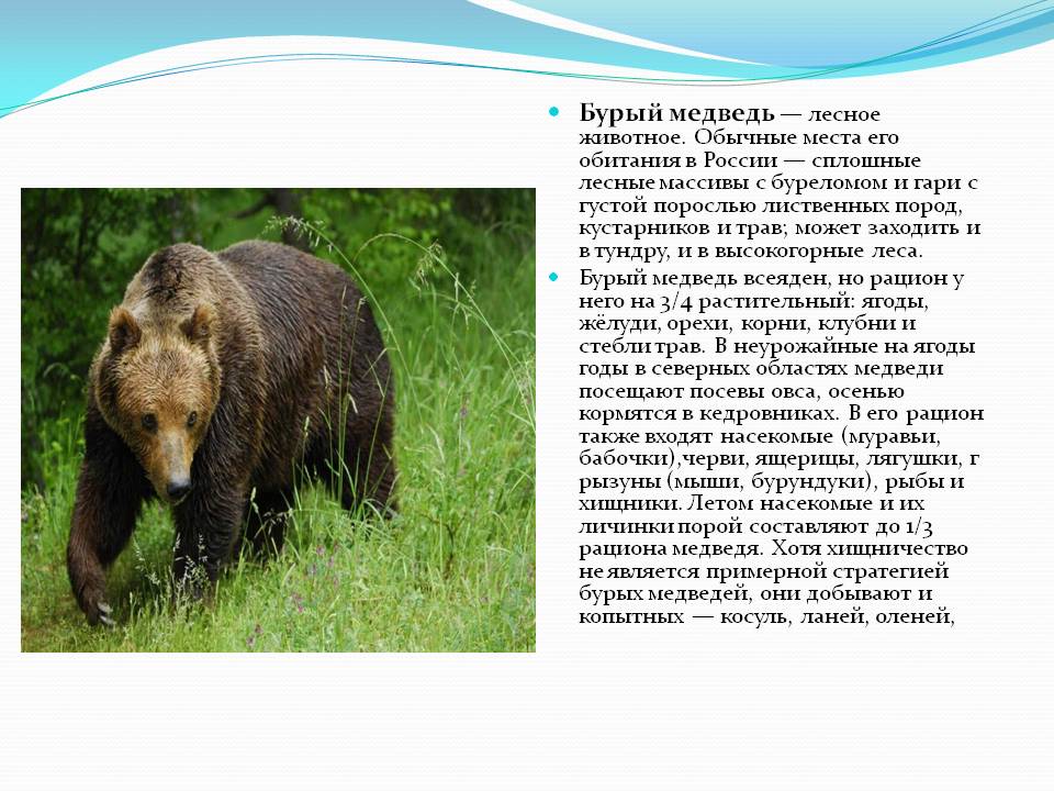 Бурый медведь: описание животного, где живет, чем питается