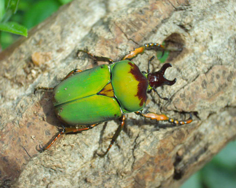 Жук бронзовка: особенности, личинка и вред зелёного жука