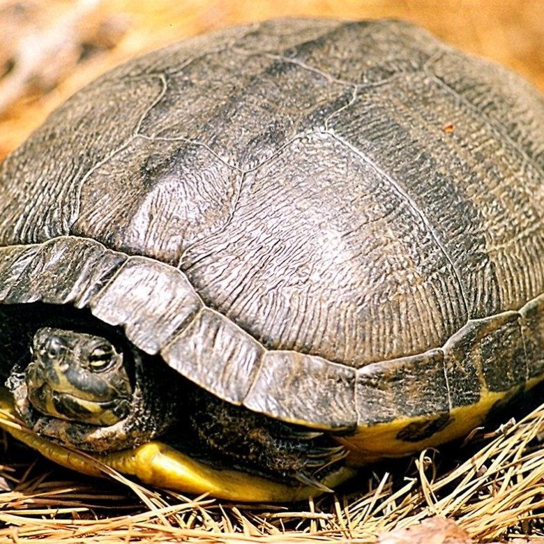 Ложатся ли красноухие черепахи в спячку. спячка красноухой черепахи