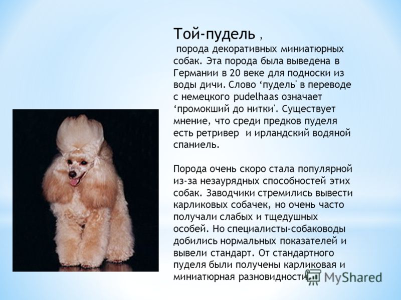 Пудель: все о собаке, фото, описание породы, характер, цена