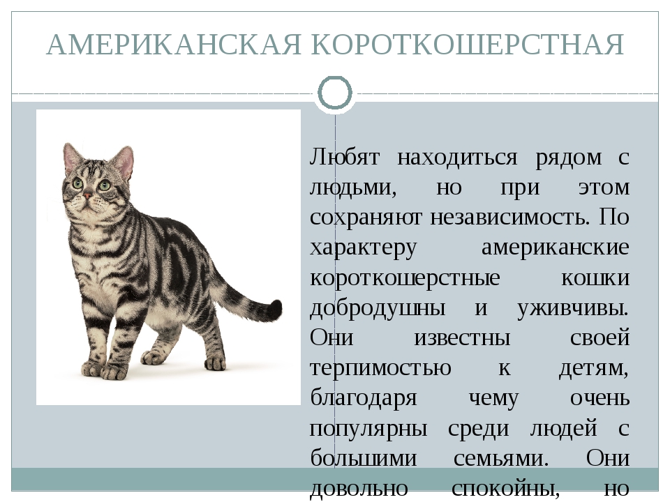 Описание европейской короткошерстной кошки с фото: внешний вид, характер, особенности ухода
