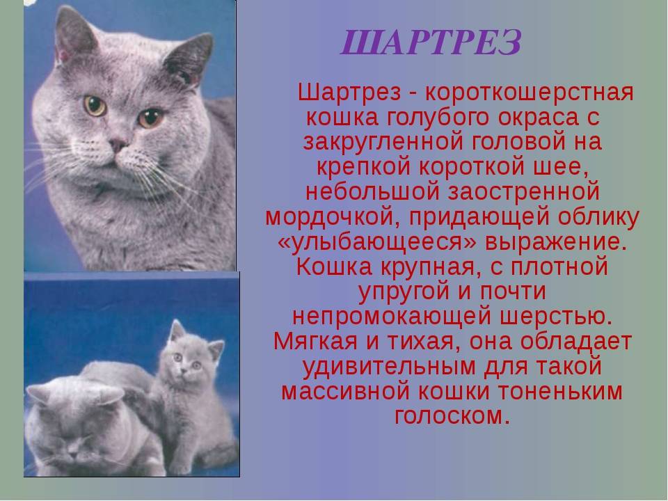 Шартрез кошка. описание, особенности, характер, уход и цена породы шартрез