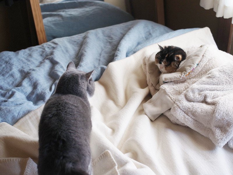 Кошка писает на кровать – почему она это делает, как отучить животное?