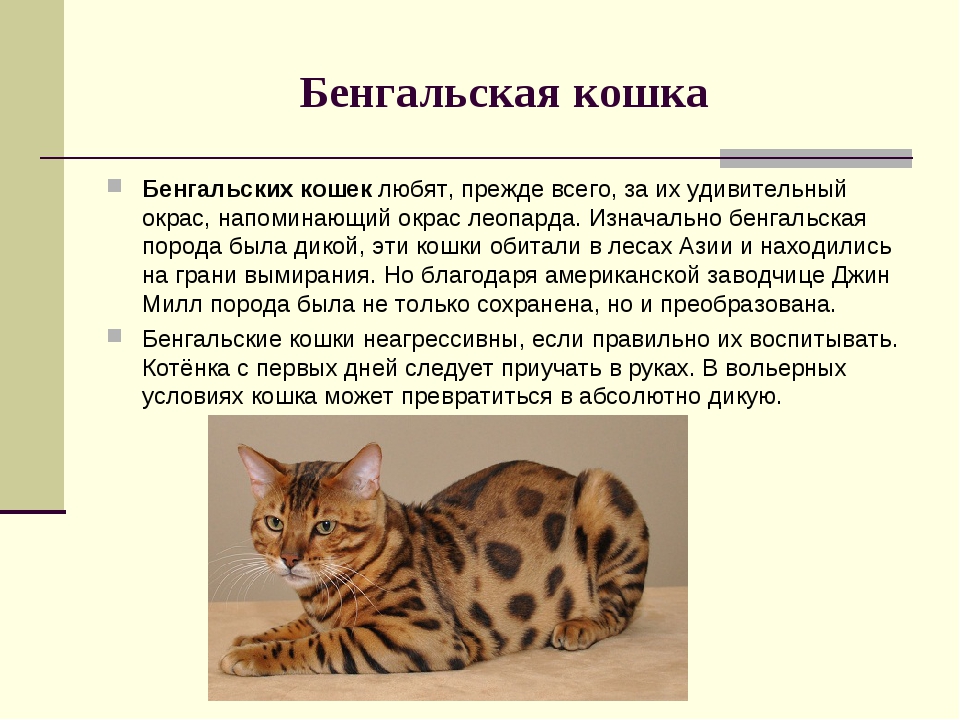 Окрасы бенгальской кошки, цвета и узоры - wlcat.ru